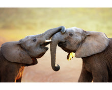 Load image into Gallery viewer, Animals Photoshop Actions
