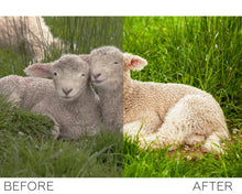 Load image into Gallery viewer, Animals Photoshop Actions
