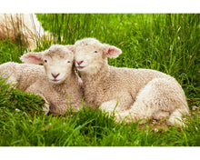 Load image into Gallery viewer, Animals Photoshop Actions
