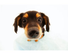 Load image into Gallery viewer, Animals Photoshop Actions
