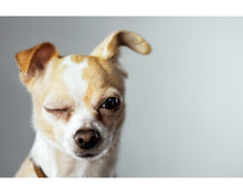 Load image into Gallery viewer, Animals Photoshop Actions
