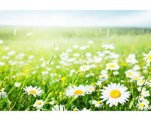 Load image into Gallery viewer, Nature lightroom presets
