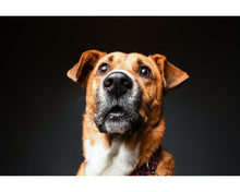 Load image into Gallery viewer, Pets Lightroom presets collection
