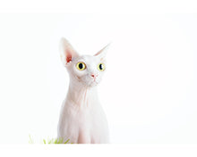 Load image into Gallery viewer, Pets Lightroom presets collection
