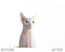 Load image into Gallery viewer, Pets Lightroom presets collection
